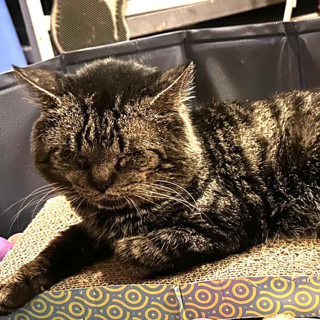 Enlarge Marcus Lichens, a Adoptable Domestic Short Hair in Woodstock, VA image 3/6