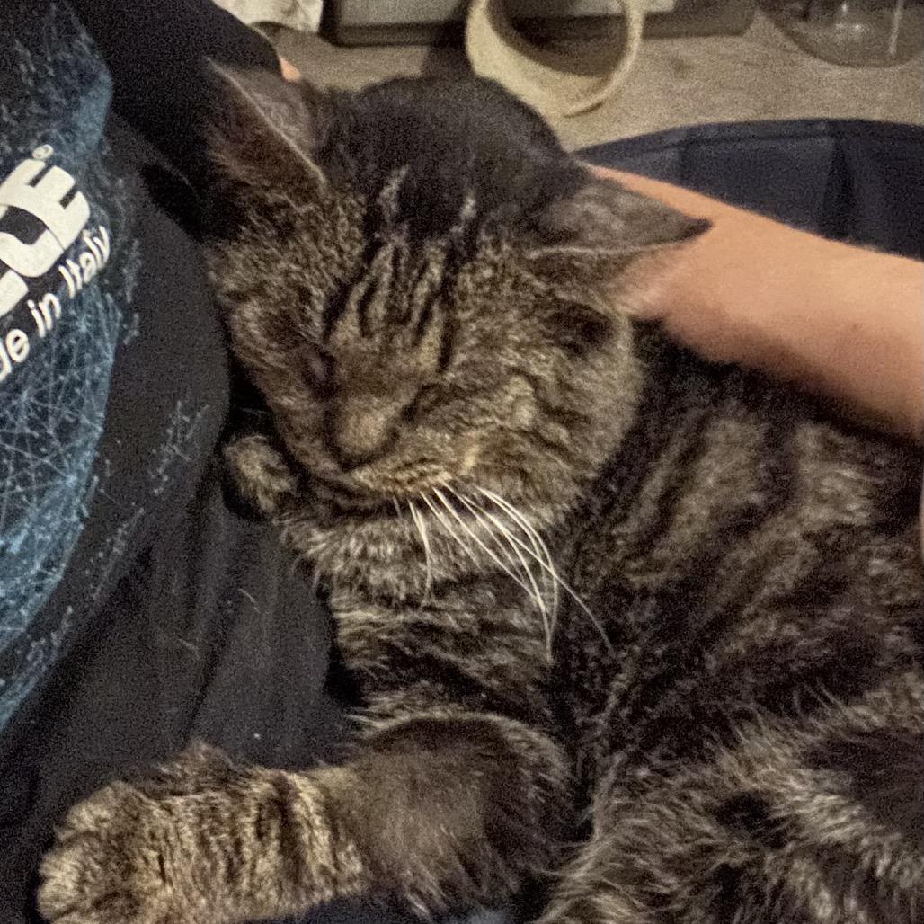 Enlarge Marcus Lichens, a Adoptable Domestic Short Hair in Woodstock, VA image 4/6