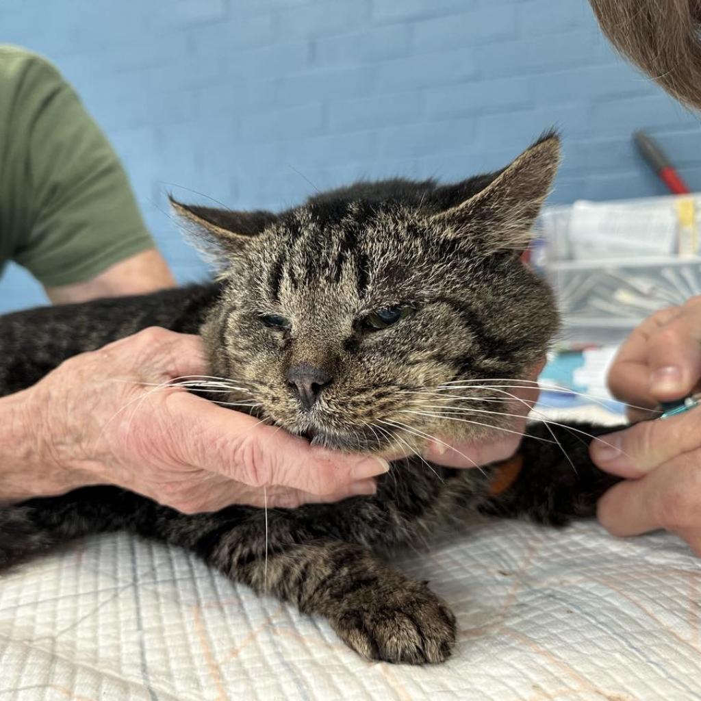 Marcus Lichens — thumbnail 5