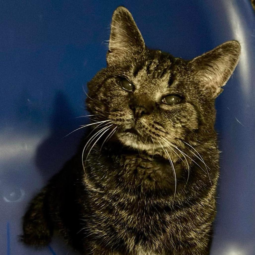 Enlarge Marcus Lichens, a Adoptable Domestic Short Hair in Woodstock, VA image 6/6