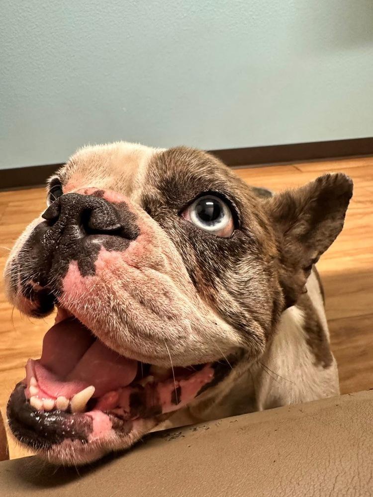 Bleu (Estrella), Adoptable, Adult Female French Bulldog.
