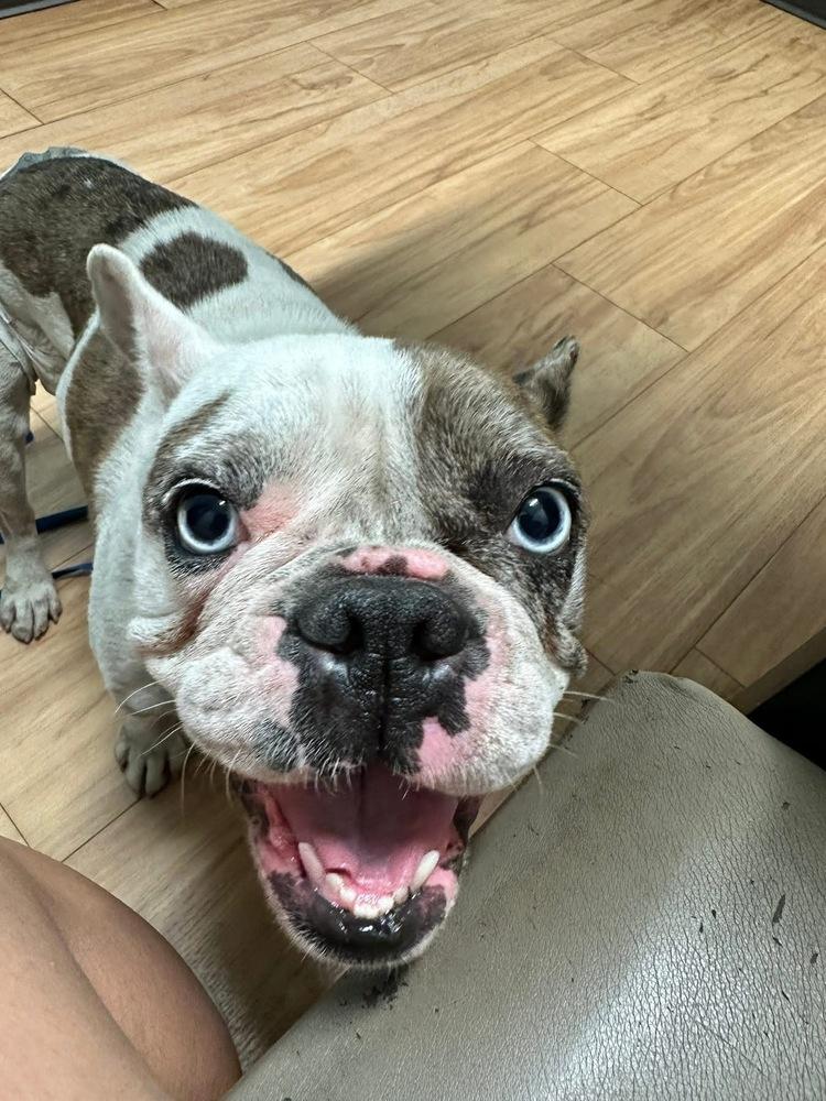 Enlarge Bleu (Estrella), a Adoptable French Bulldog in Colorado Springs, CO image 2/5