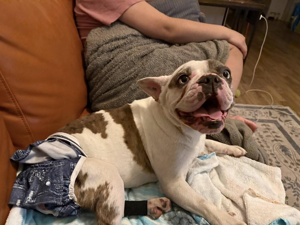 Enlarge Bleu (Estrella), a Adoptable French Bulldog in Colorado Springs, CO image 3/5