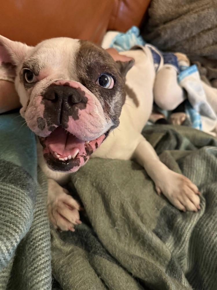 Enlarge Bleu (Estrella), a Adoptable French Bulldog in Colorado Springs, CO image 4/5