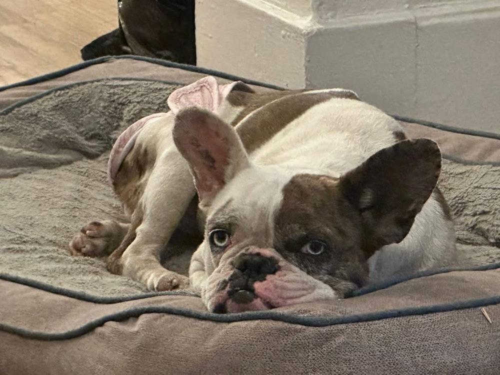 Enlarge Bleu (Estrella), a Adoptable French Bulldog in Colorado Springs, CO image 5/5