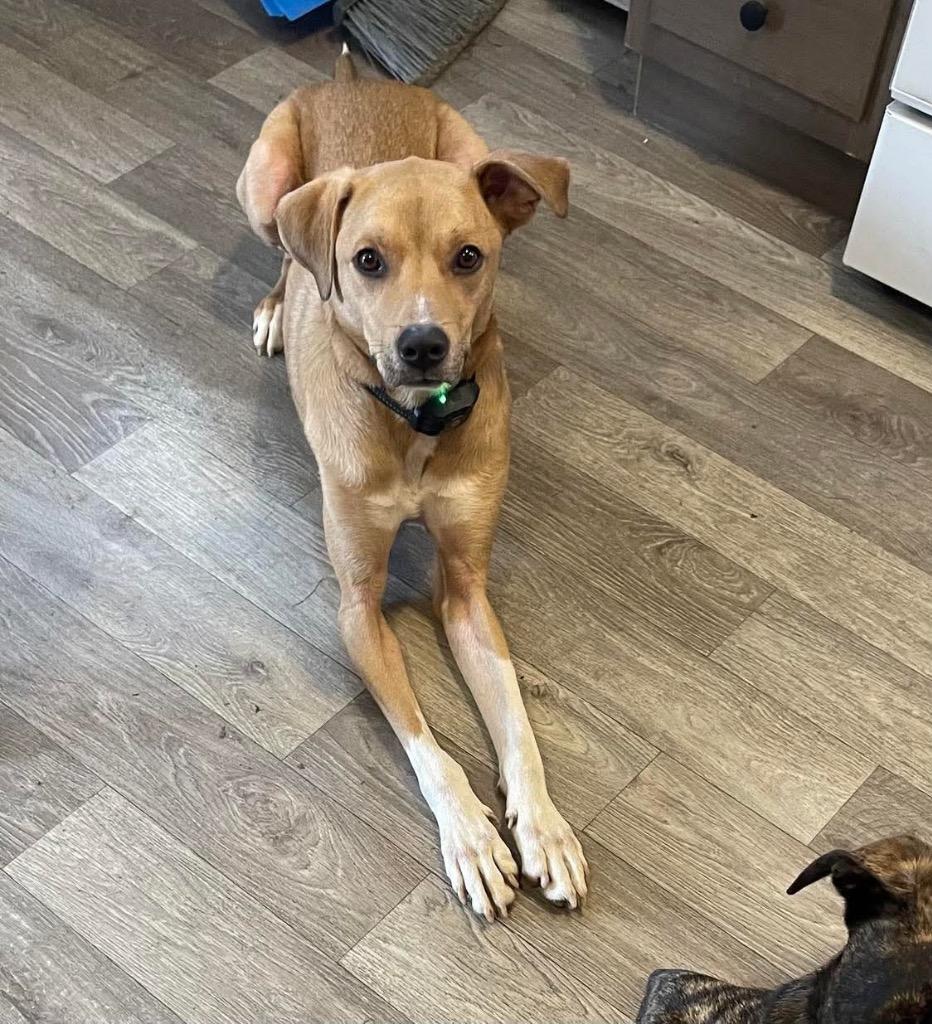 Enlarge Kai, a Adoptable mixed breed in Effingham, IL image 1/4