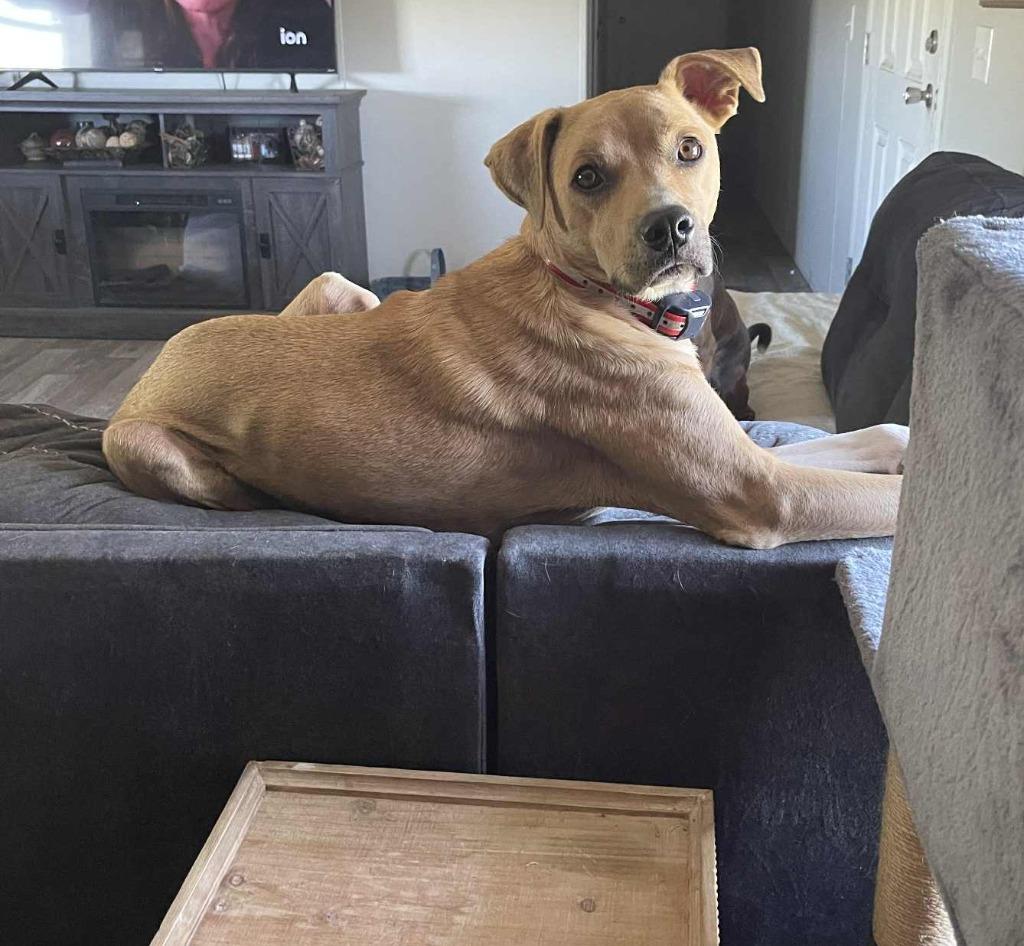 Kai, a Adoptable mixed breed in Effingham, IL image 2/4