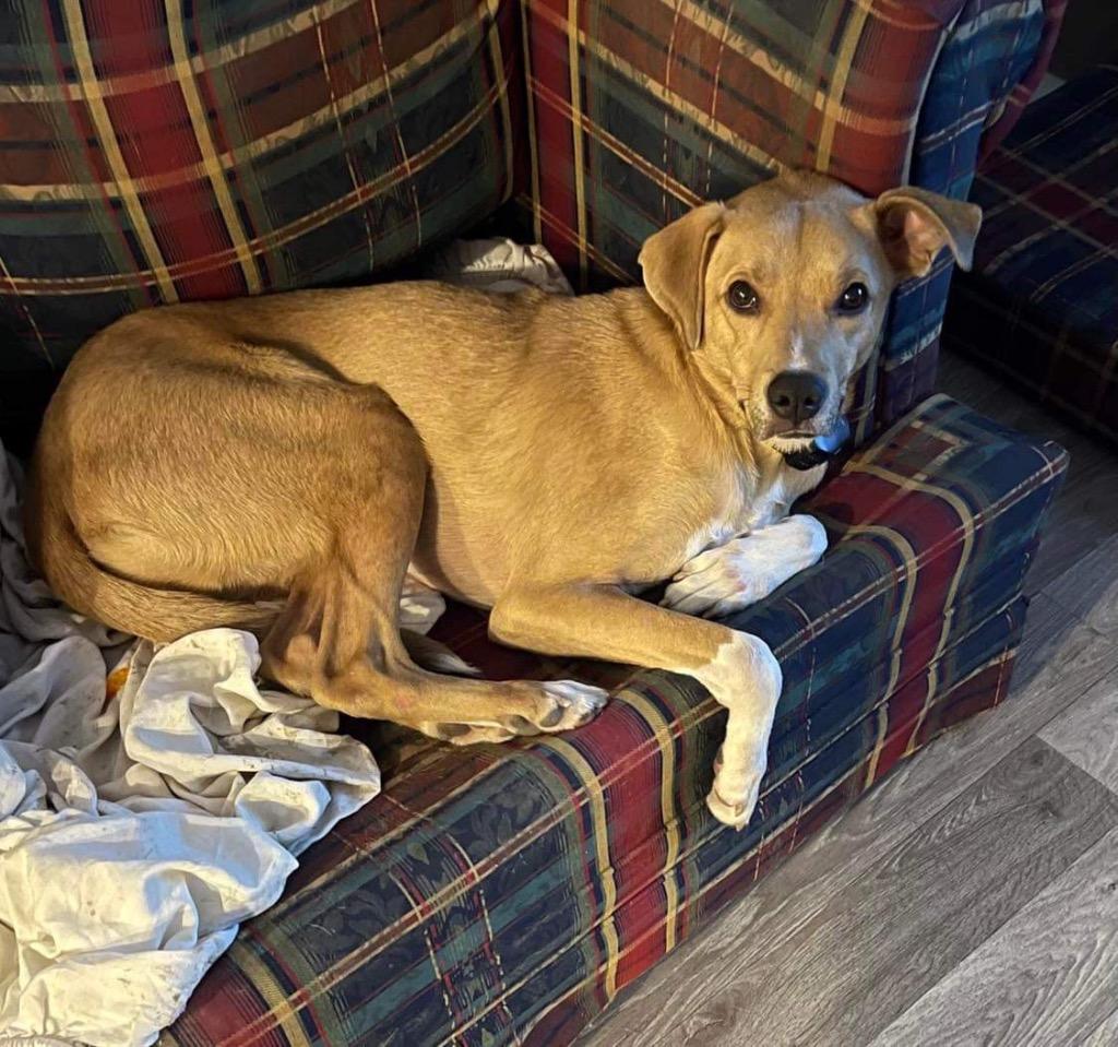 Kai, a Adoptable mixed breed in Effingham, IL image 2/4