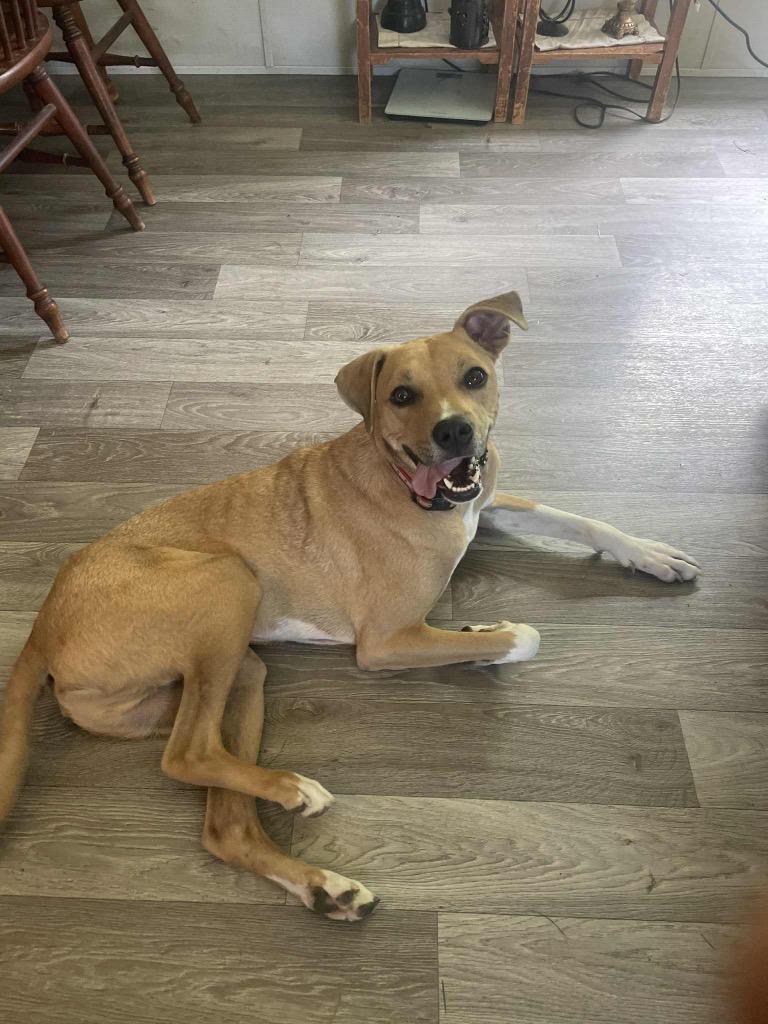 Enlarge Kai, a Adoptable mixed breed in Effingham, IL image 3/4