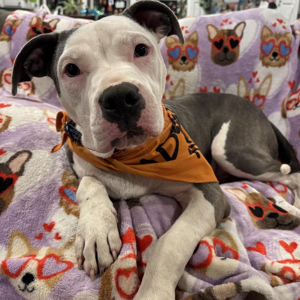 Maverick, Adoptable, Young Male Pit Bull Terrier.