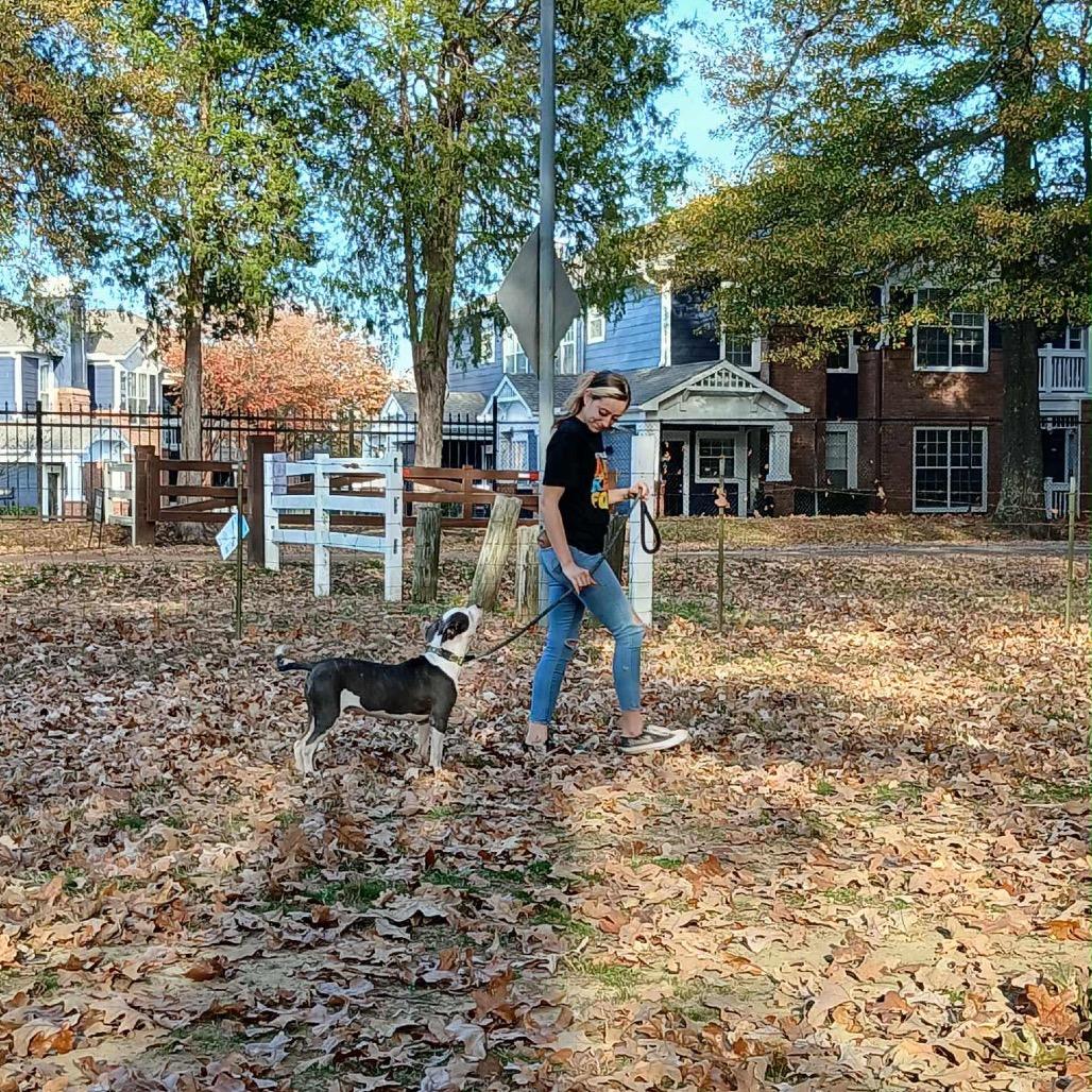 Enlarge Maverick, a Adoptable Pit Bull Terrier in Atoka, TN image 3/6