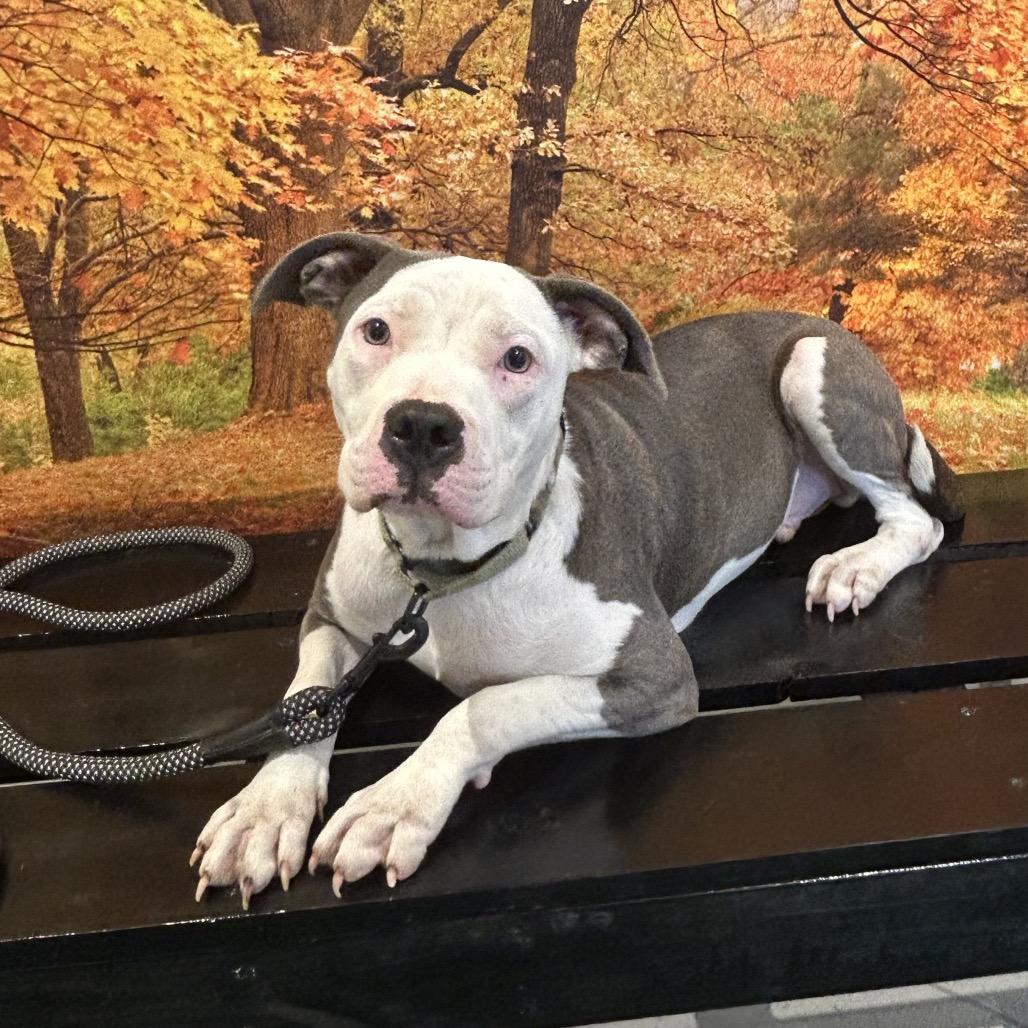 Enlarge Maverick, a Adoptable Pit Bull Terrier in Atoka, TN image 5/6