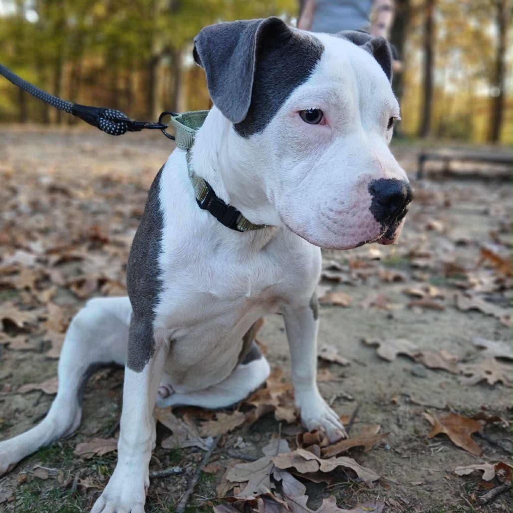 Enlarge Maverick, a Adoptable Pit Bull Terrier in Atoka, TN image 2/6