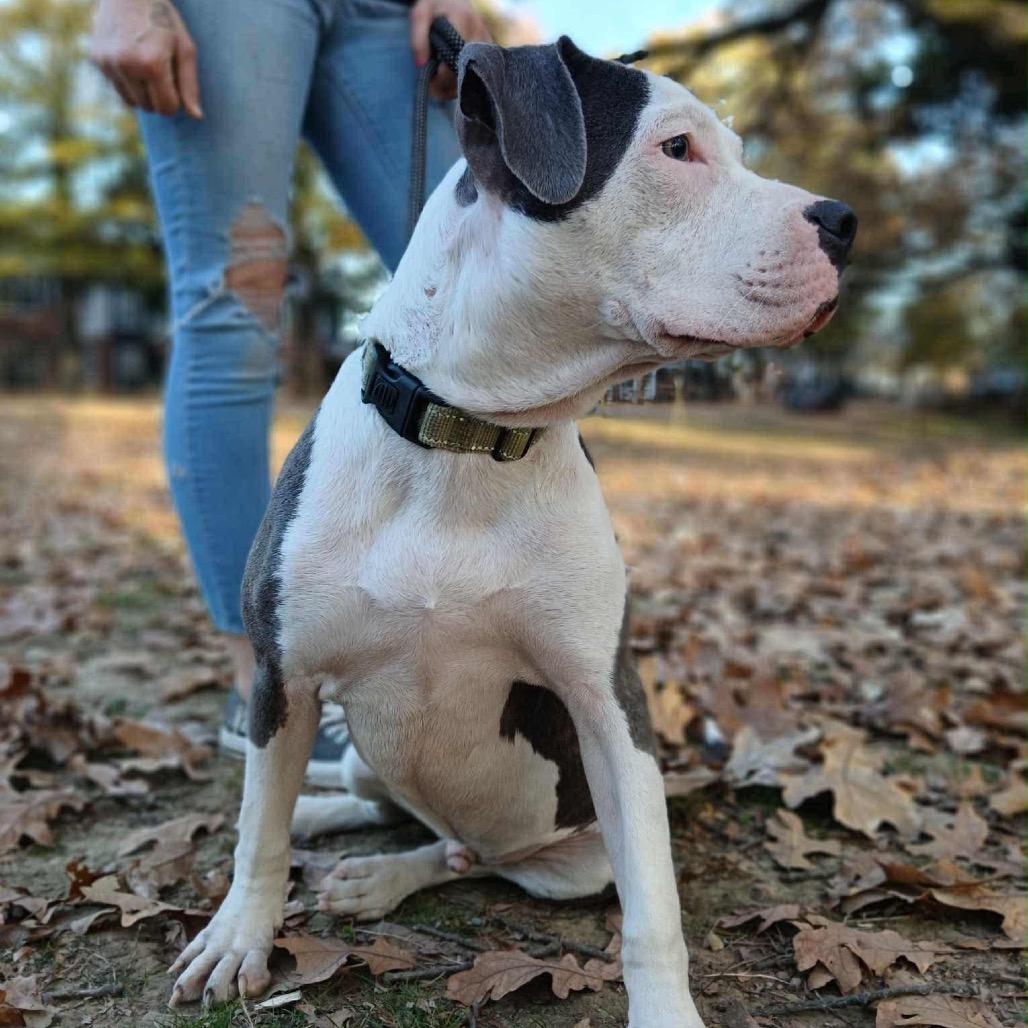 Enlarge Maverick, a Adoptable Pit Bull Terrier in Atoka, TN image 6/6
