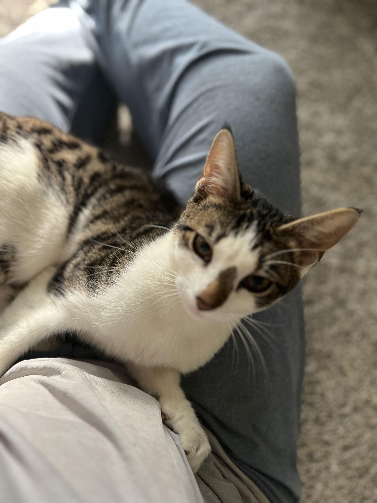 Caesar, Adoptable, Young Male Domestic Short Hair.