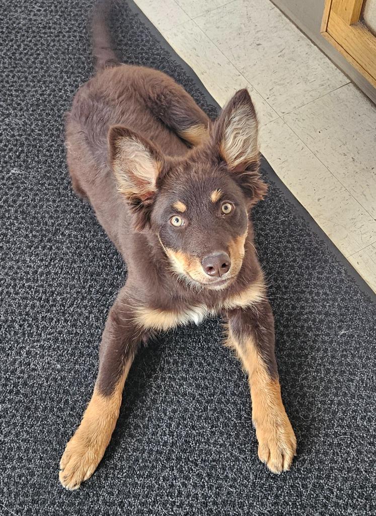 Oakley, Adoptable, Puppy Female Affenpinscher & Australian Shepherd.