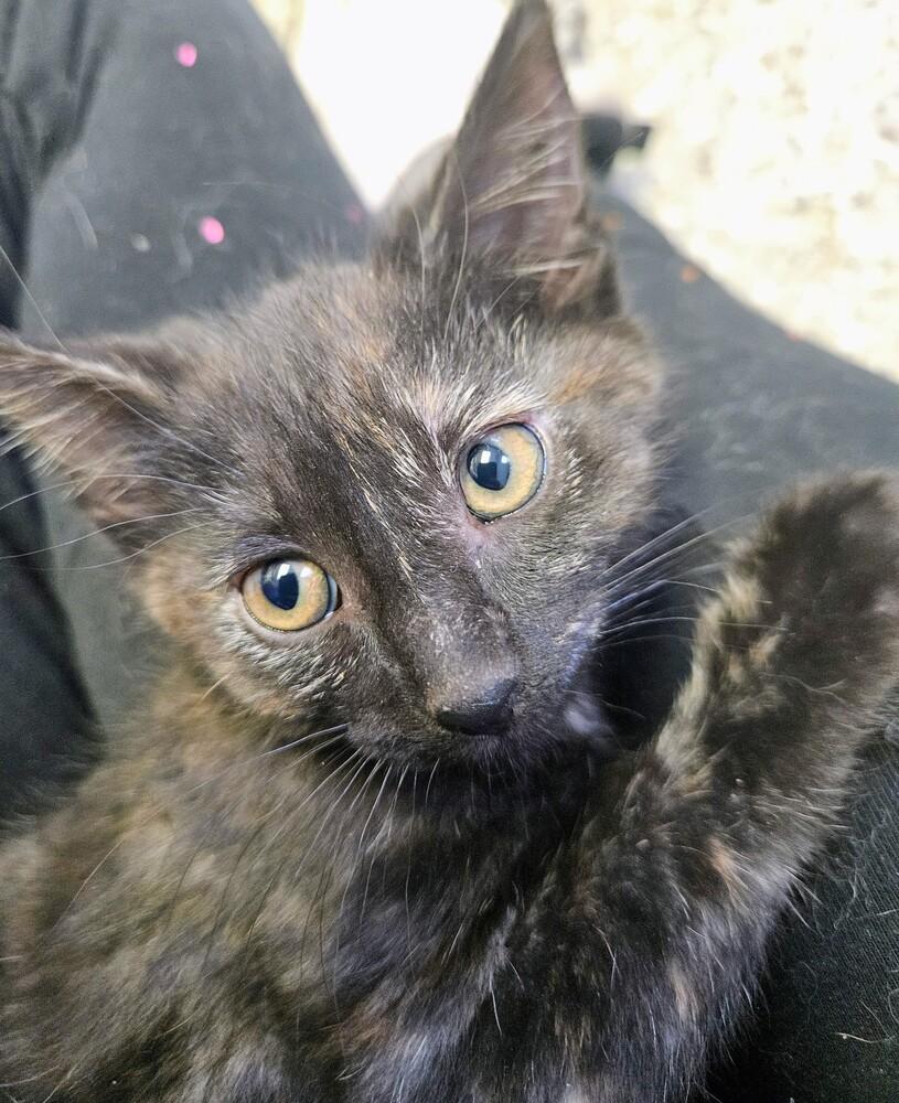 Enlarge Meadow, a Adoptable mixed breed in Leadville, CO image 1/3