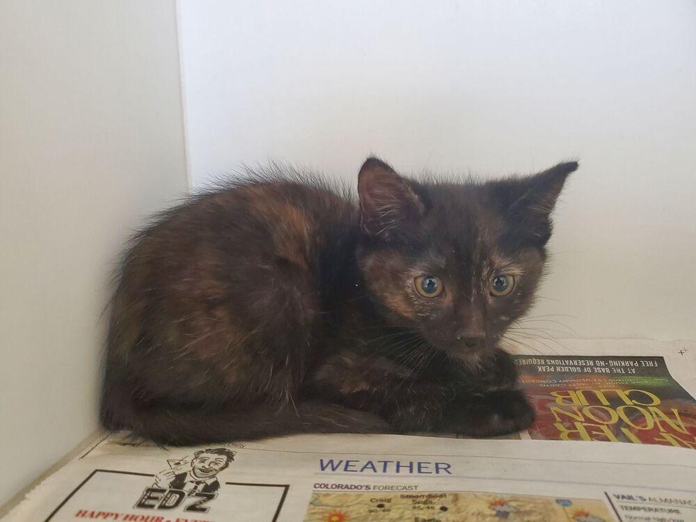 Enlarge Meadow, a Adoptable mixed breed in Leadville, CO image 2/3