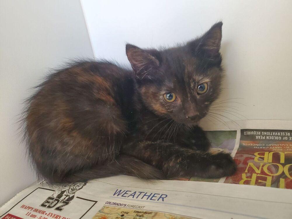 Enlarge Meadow, a Adoptable mixed breed in Leadville, CO image 3/3