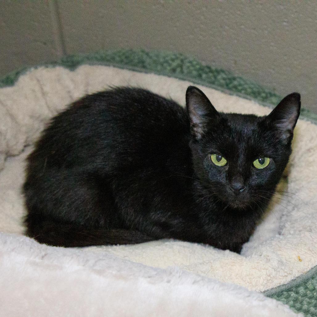 Izzy, Adoptable, Young Female Domestic Short Hair.