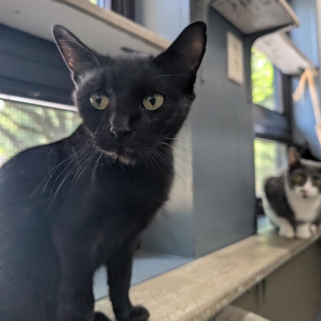 Enlarge Izzy, a Adoptable Domestic Short Hair in Versailles, KY image 2/3