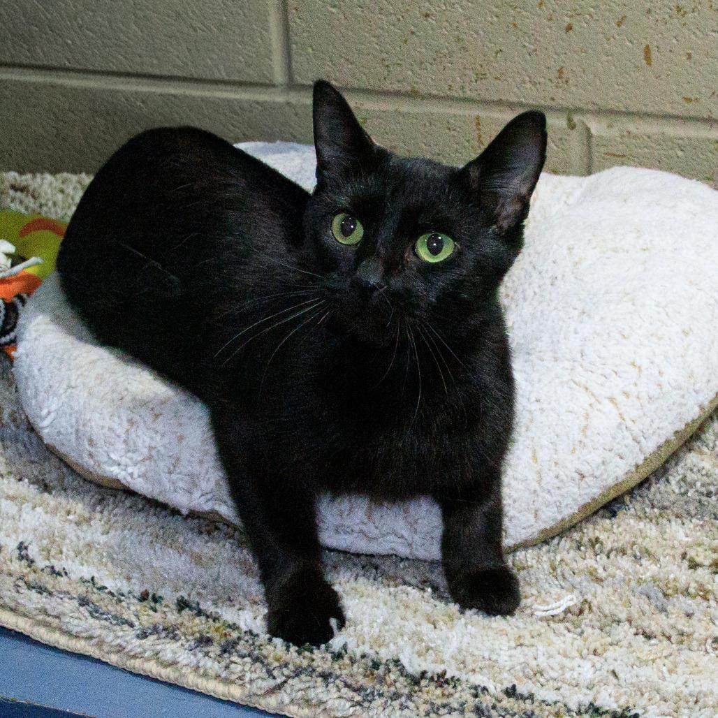 Enlarge Izzy, a Adoptable Domestic Short Hair in Versailles, KY image 3/3