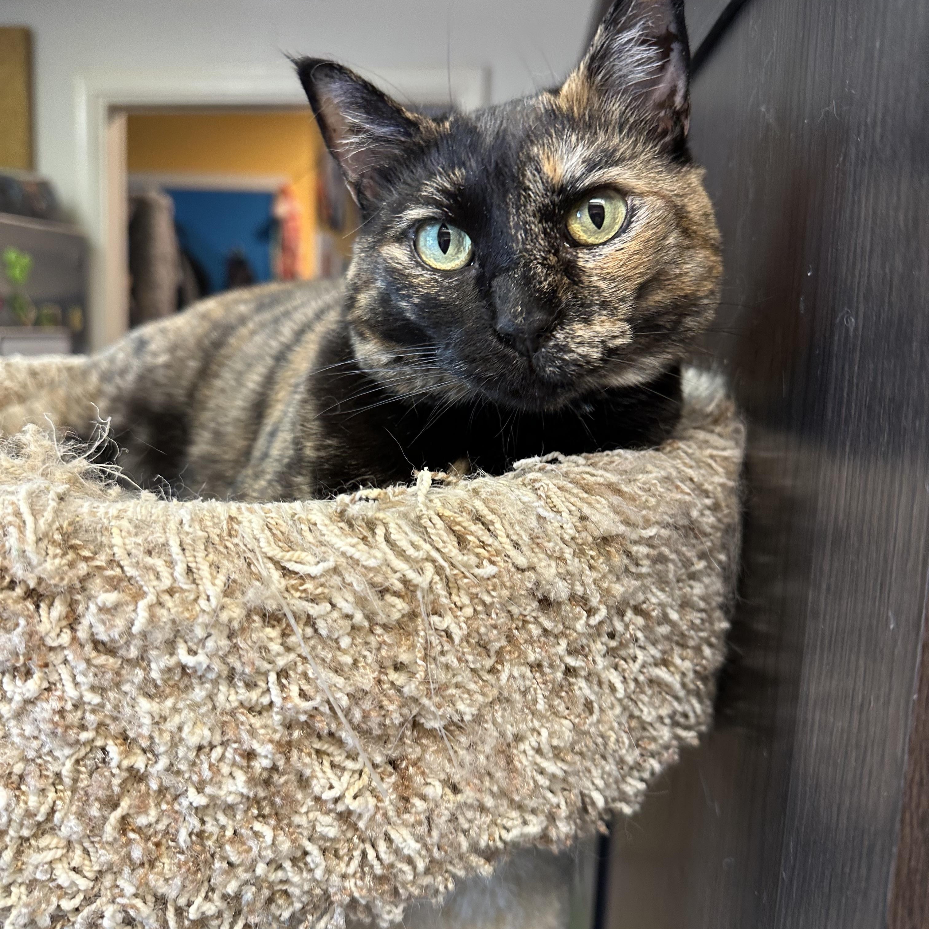 Tortellini, a ADOPTABLE Domestic Medium Hair in Sherman Oaks, CA image 1/3