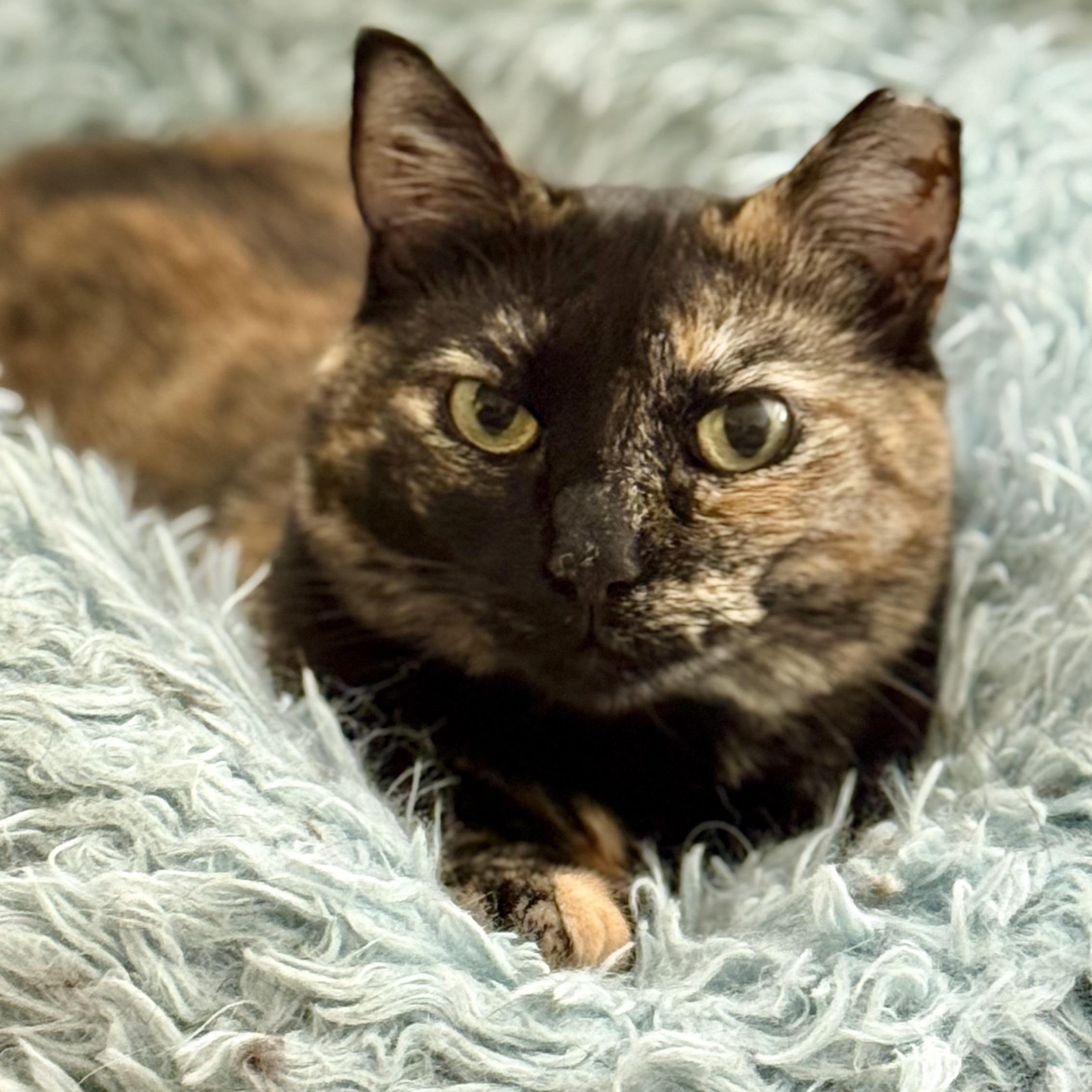 Tortellini, a ADOPTABLE Domestic Medium Hair in Sherman Oaks, CA image 2/3