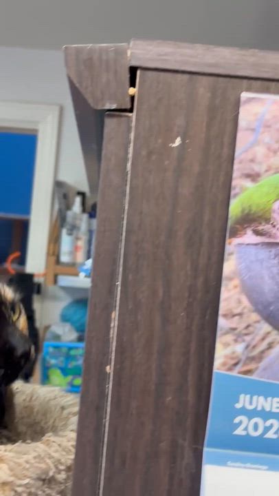 Enlarge Tortellini, a ADOPTABLE Domestic Medium Hair in Sherman Oaks, CA video 3/3