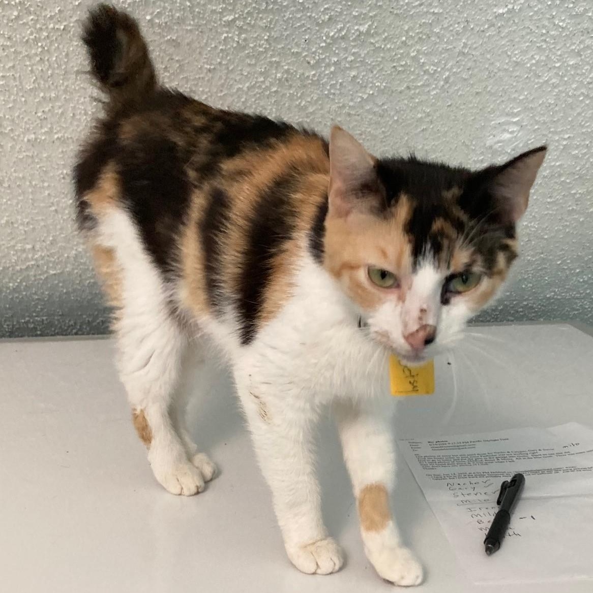 Betsy - What a Beauty, ADOPTABLE, Adult Female Calico & Manx.
