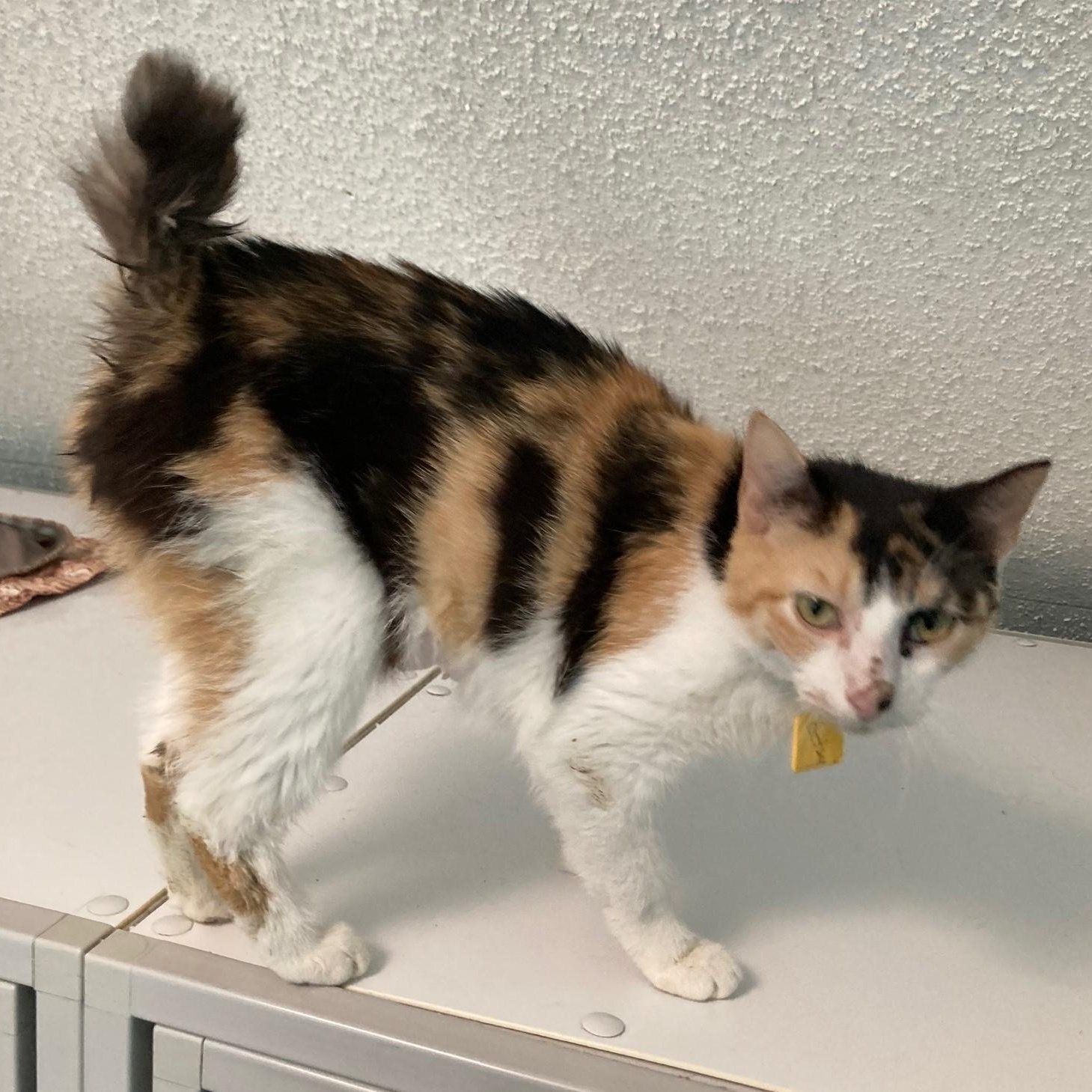 Betsy - What a Beauty, ADOPTABLE, Adult Female Calico & Manx.