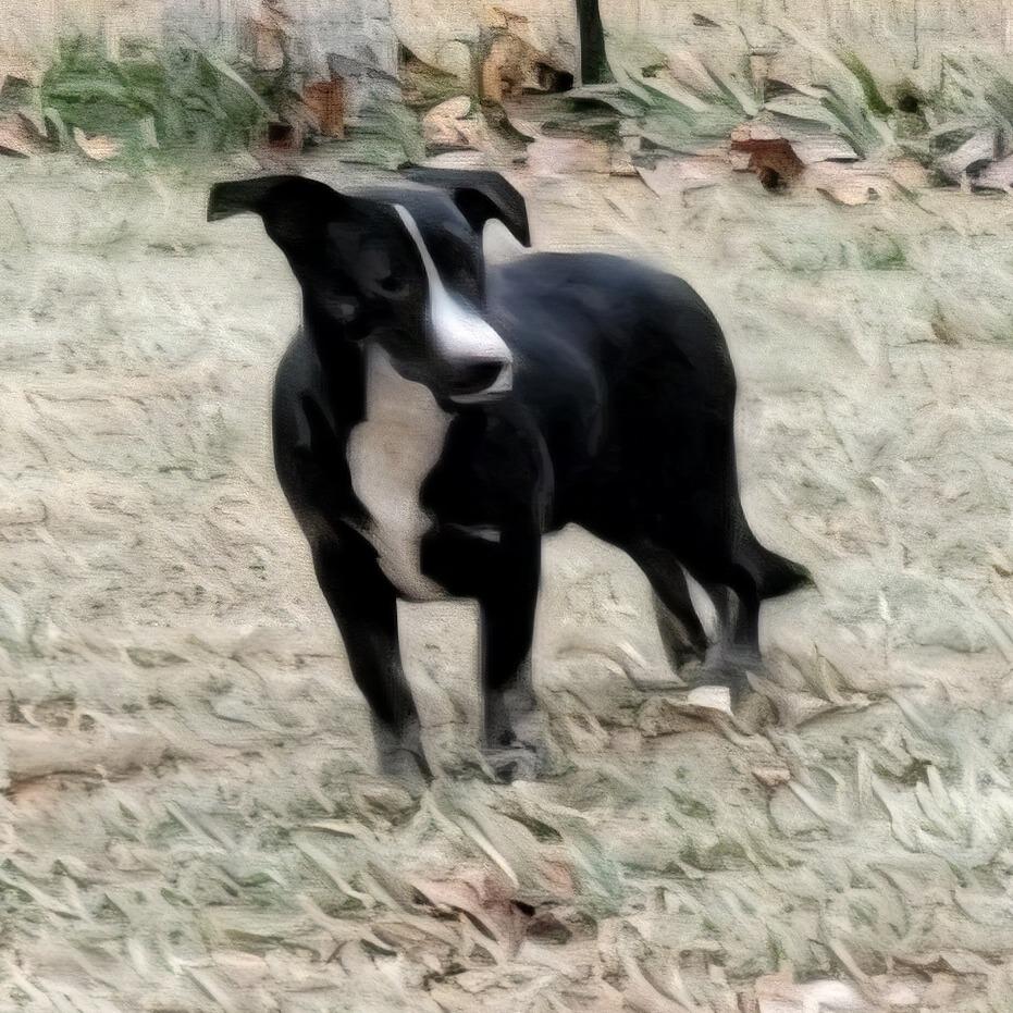 Maple - Fee Sponsored + Free Training, Adoptable, Young Male Whippet & Greyhound.