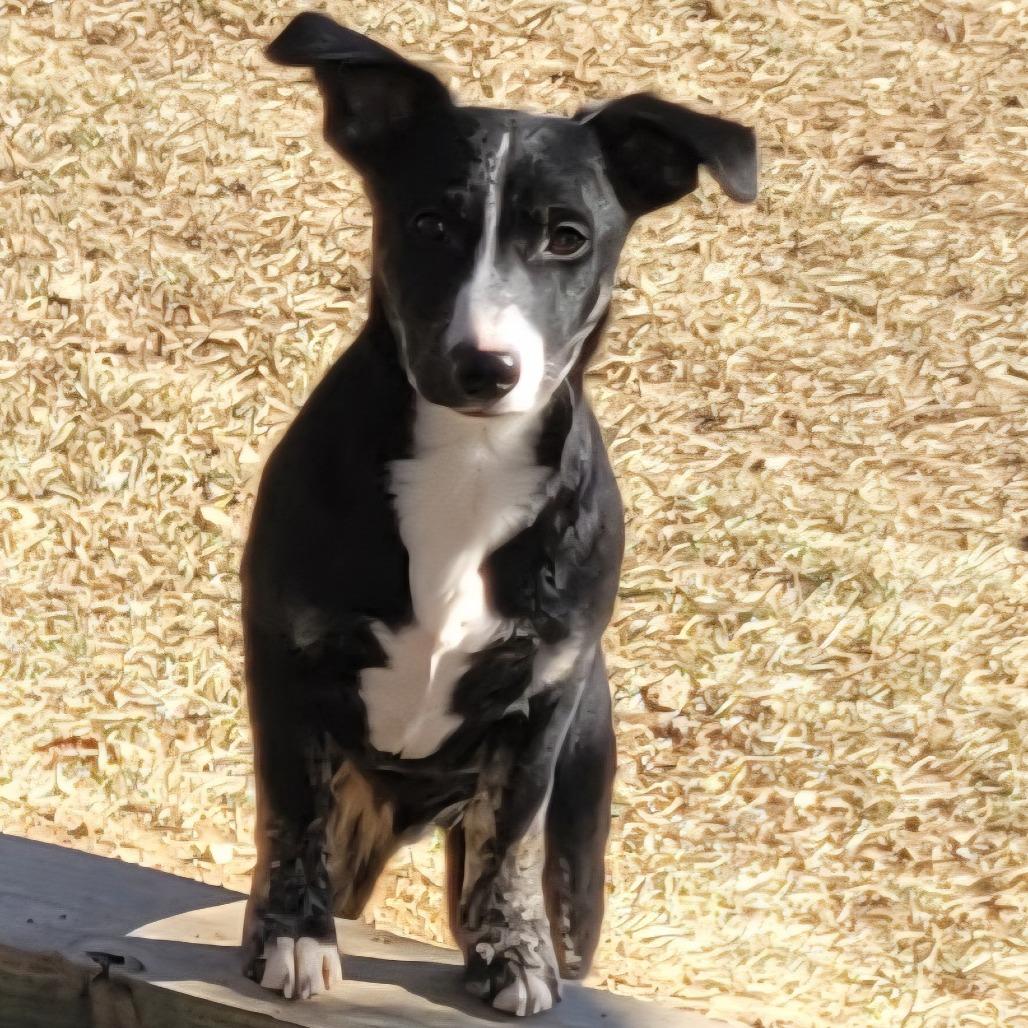 Enlarge Maple - Fee Sponsored + Free Training, a Adoptable mixed breed in Middletown, VA image 2/2