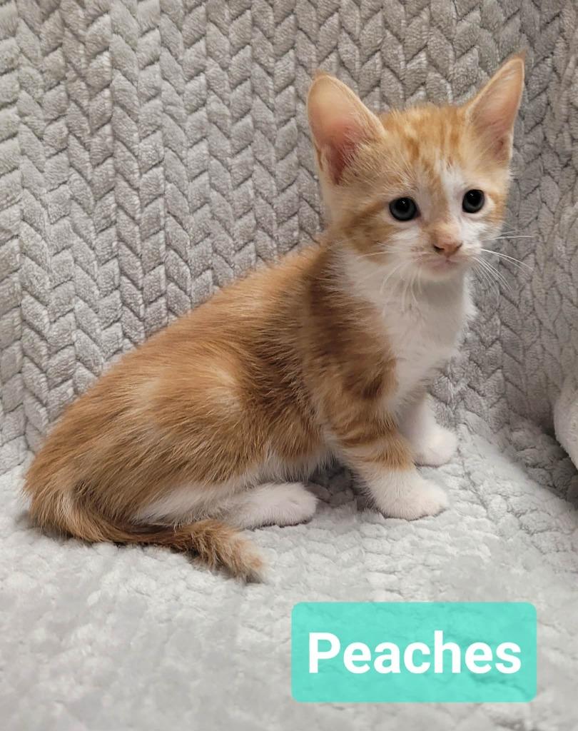 Peaches, Adoptable, Kitten Female Domestic Short Hair.