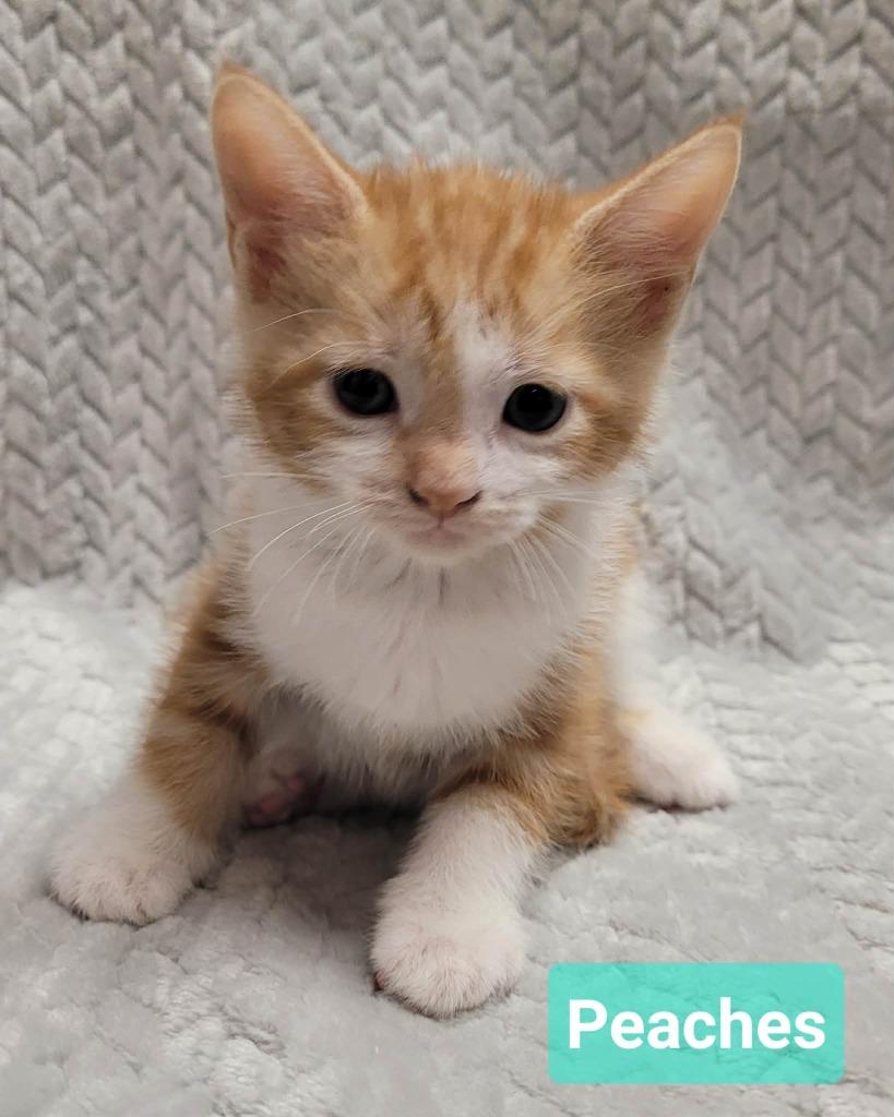 Enlarge Peaches, a Adoptable mixed breed in Richmond, IN image 2/3
