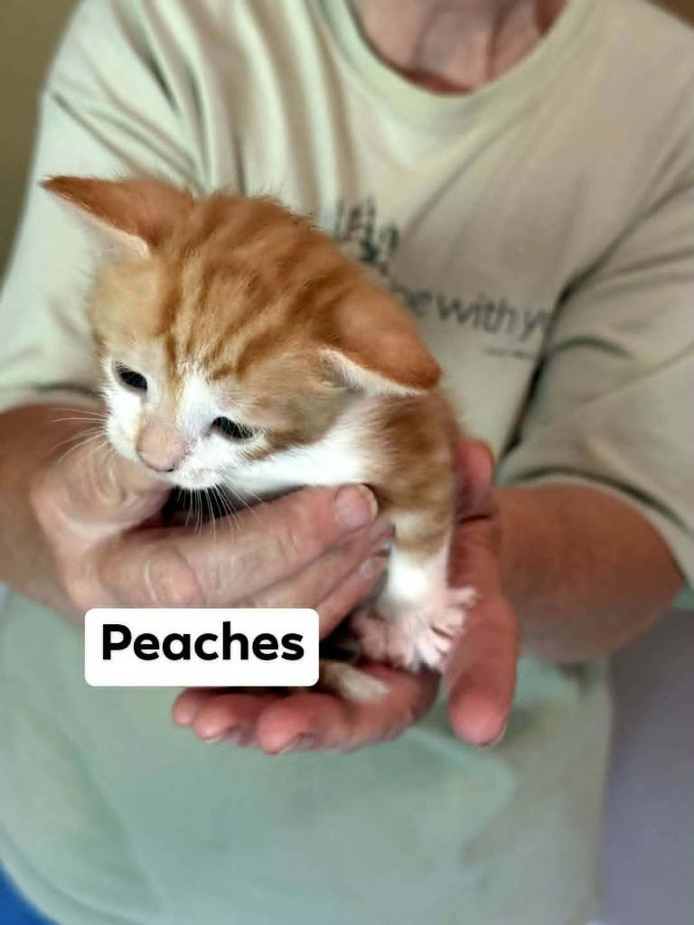 Enlarge Peaches, a Adoptable mixed breed in Richmond, IN image 3/3