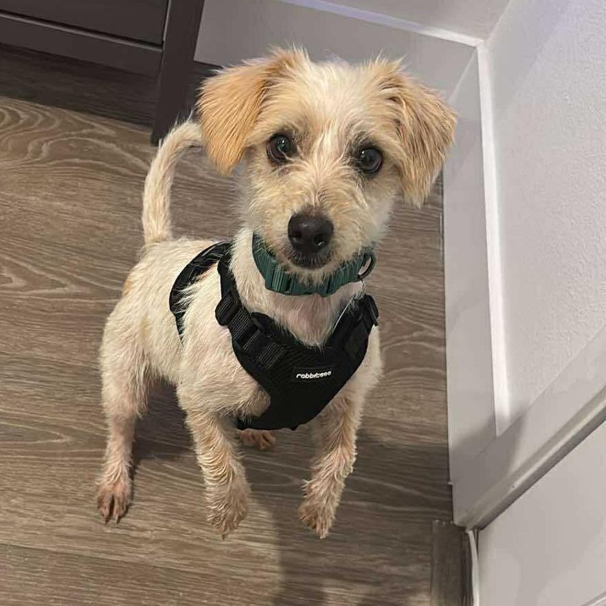 Nickel, a Adoptable mixed breed in Tampa, FL image 1/3