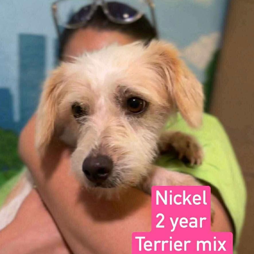 Nickel, a Adoptable mixed breed in Tampa, FL image 2/3