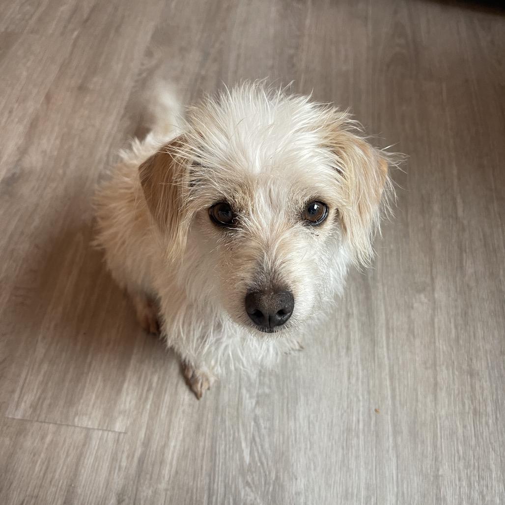 Nickel, a Adoptable mixed breed in Tampa, FL image 3/3