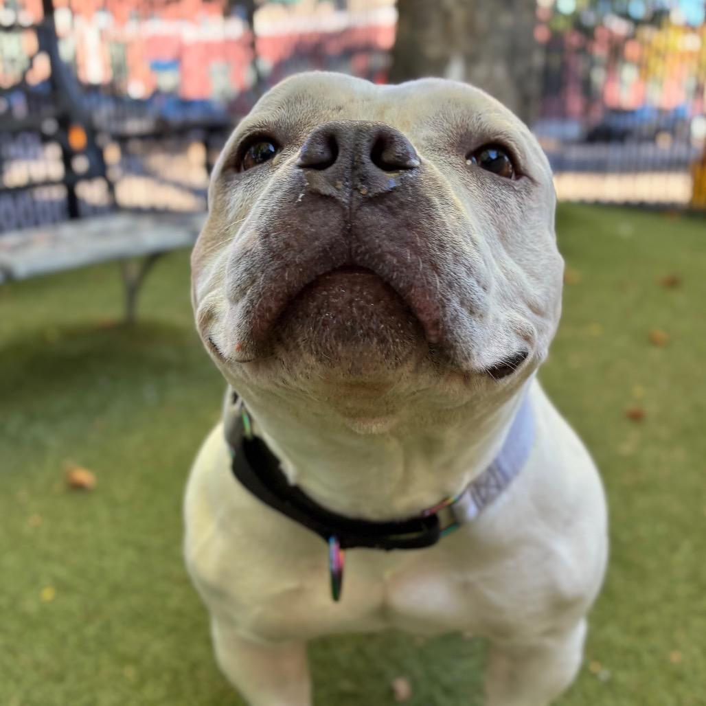 Ivory, Adoptable, Adult Female English Bulldog & Mixed Breed.