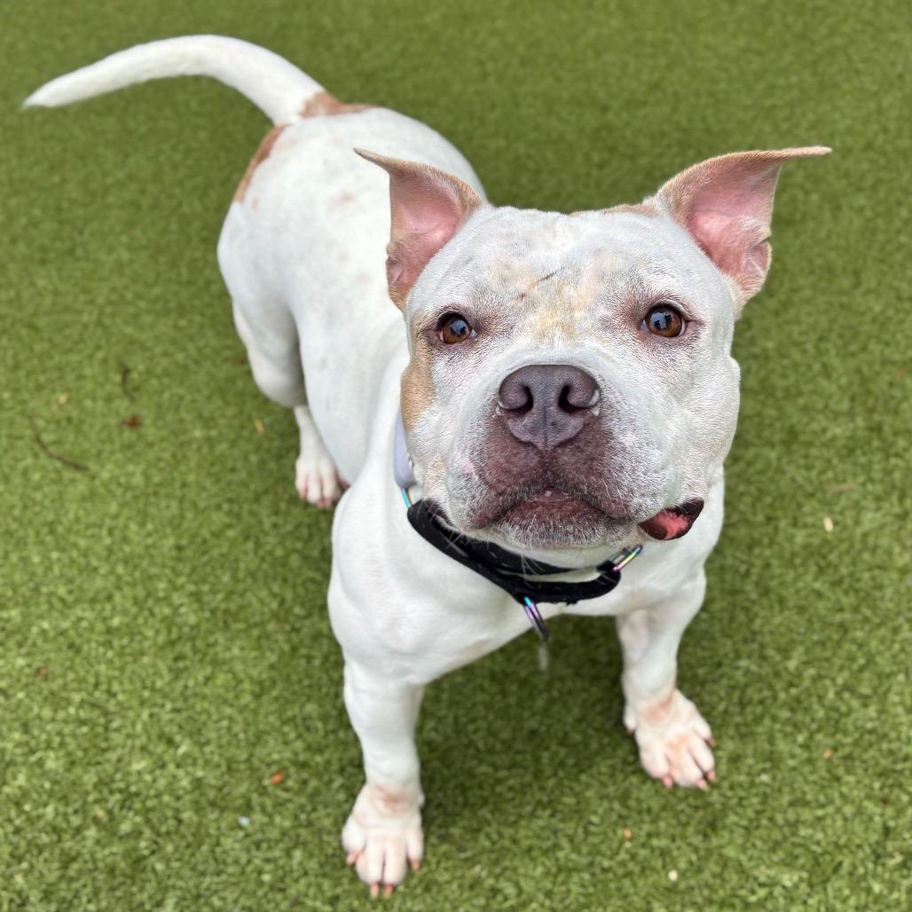 Enlarge Ivory, a Adoptable mixed breed in Providence, RI image 2/5