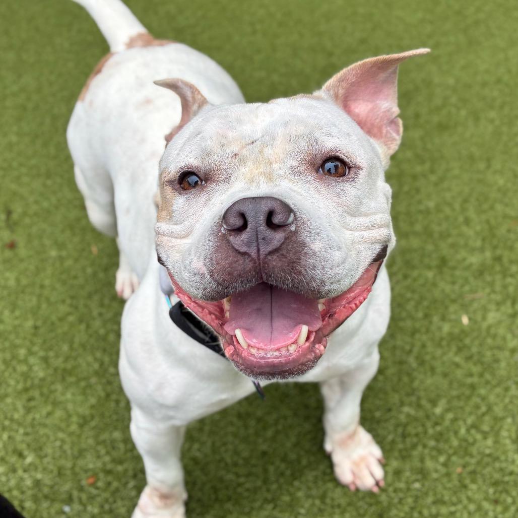 Enlarge Ivory, a Adoptable mixed breed in Providence, RI image 3/5