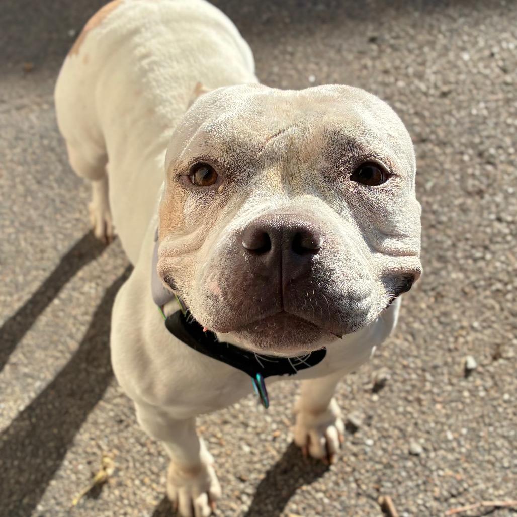 Enlarge Ivory, a Adoptable mixed breed in Providence, RI image 4/5
