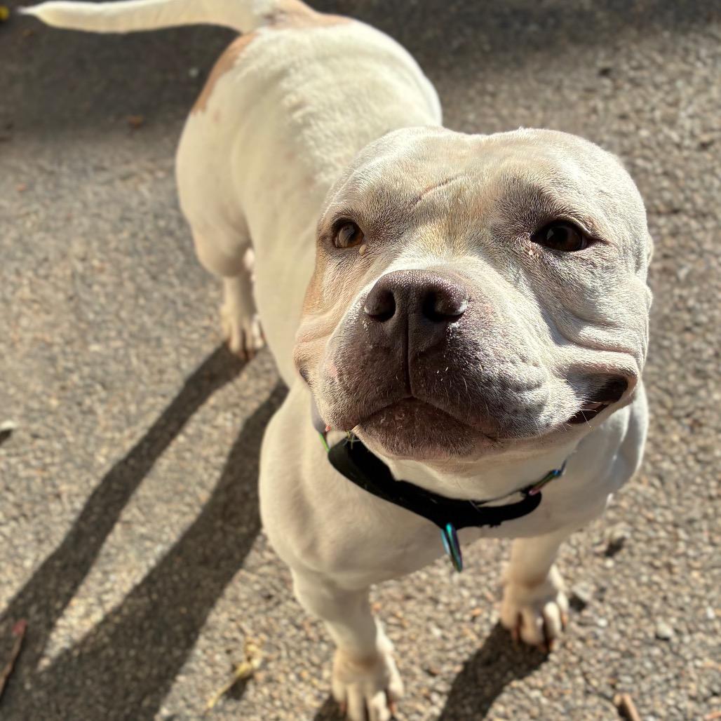 Enlarge Ivory, a Adoptable mixed breed in Providence, RI image 5/5