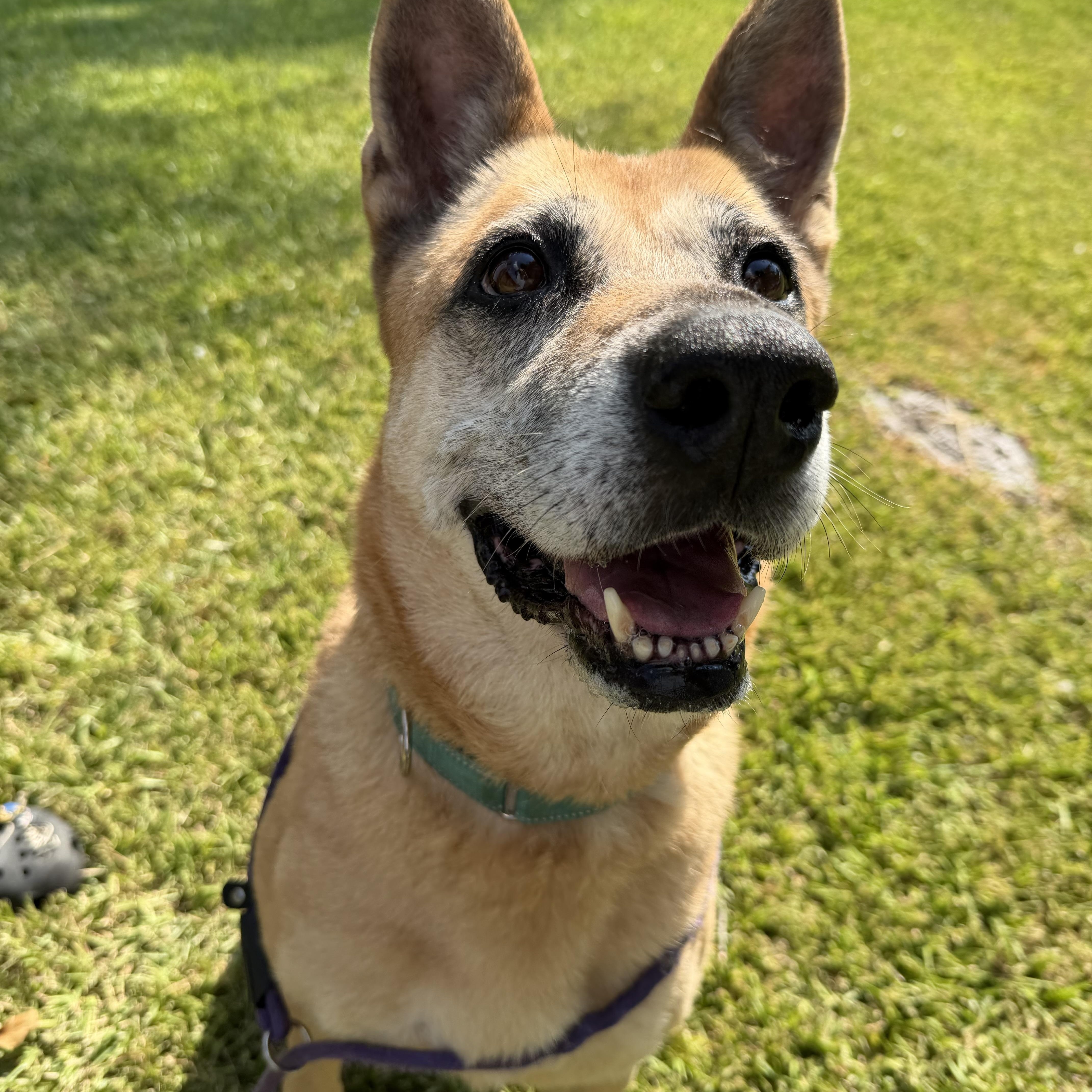 Enlarge Sabrina, a Adoptable mixed breed in Albany, NY image 4/5