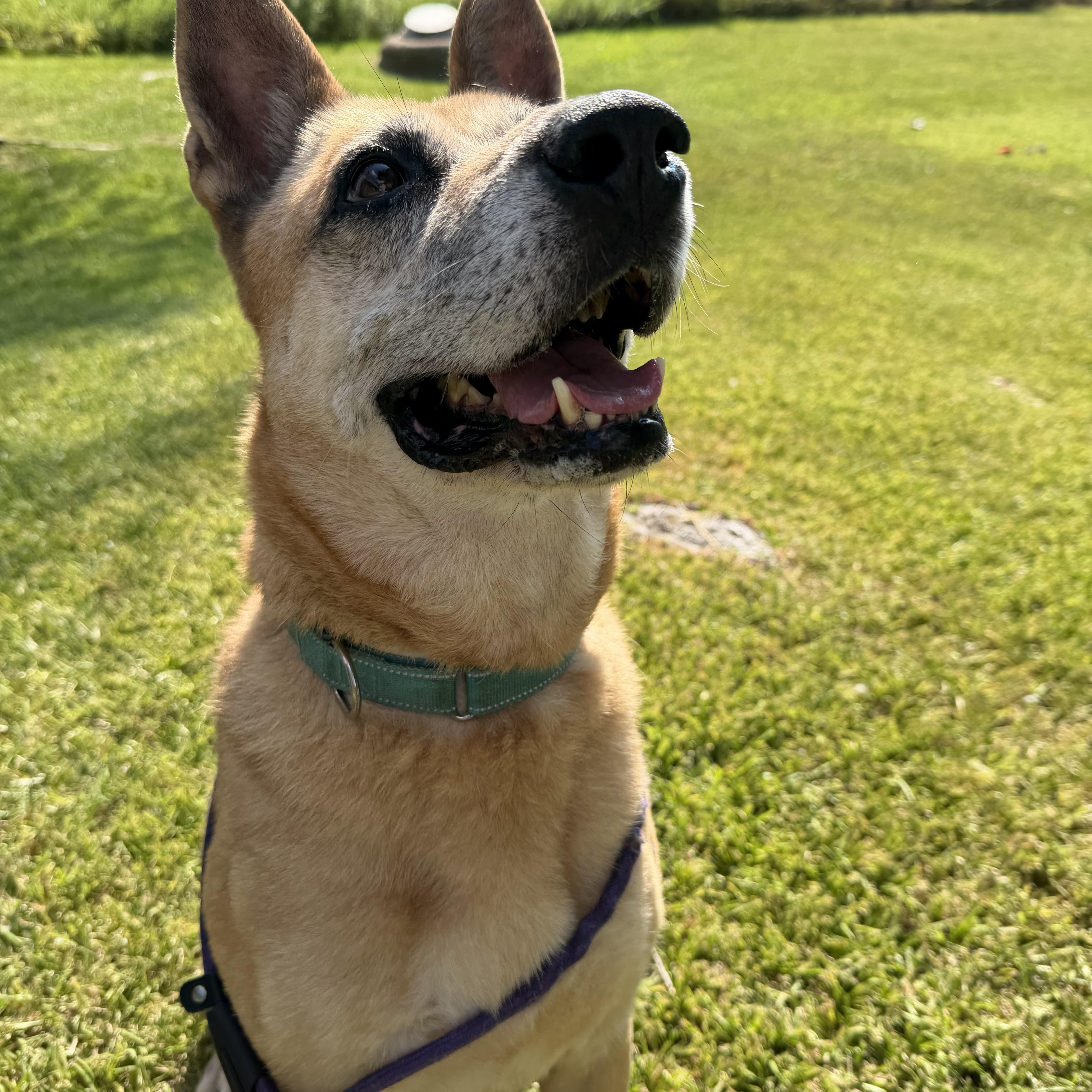 Enlarge Sabrina, a Adoptable mixed breed in Albany, NY image 3/5