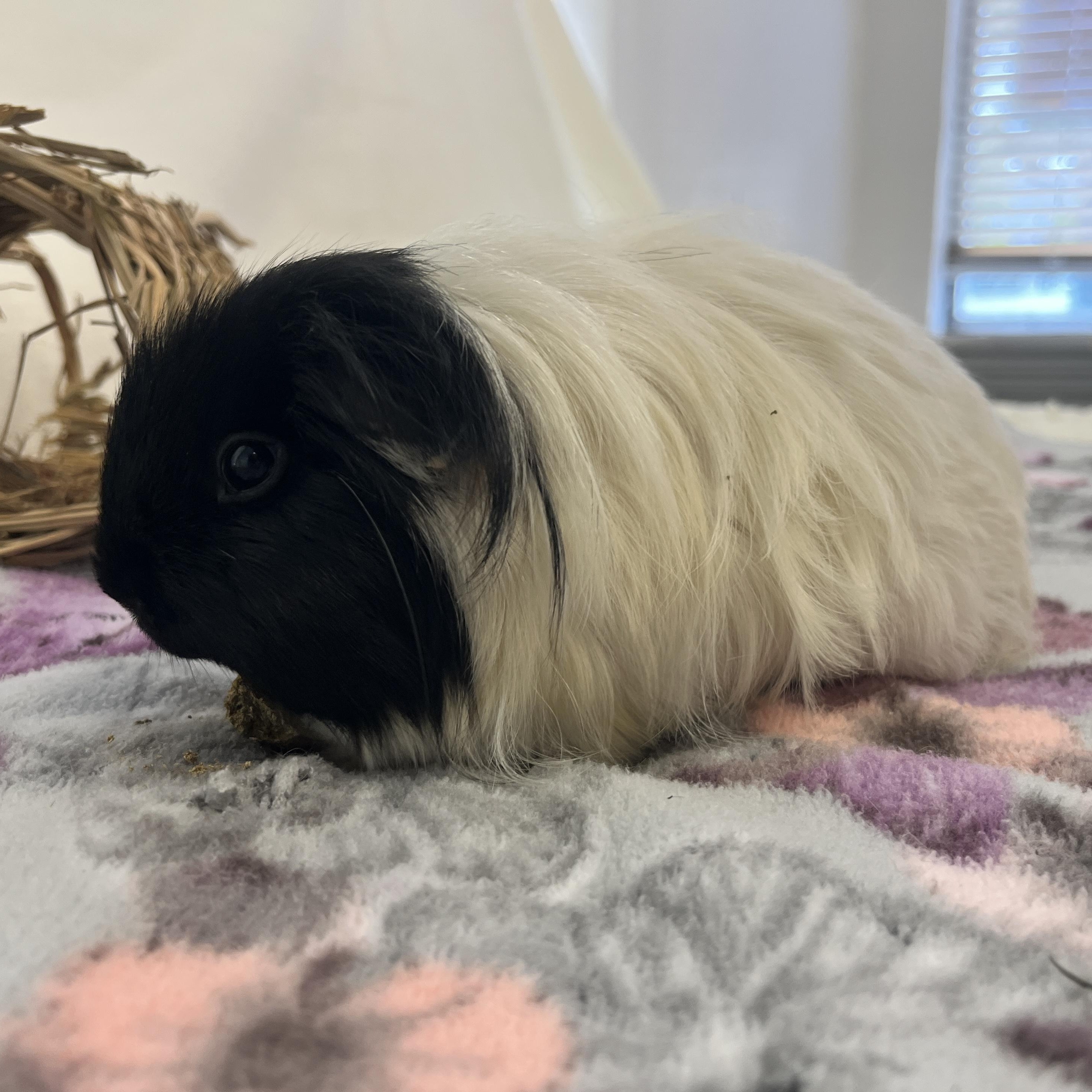 Enlarge Gypsy, a ADOPTABLE Abyssinian in Oakland, CA image 1/6