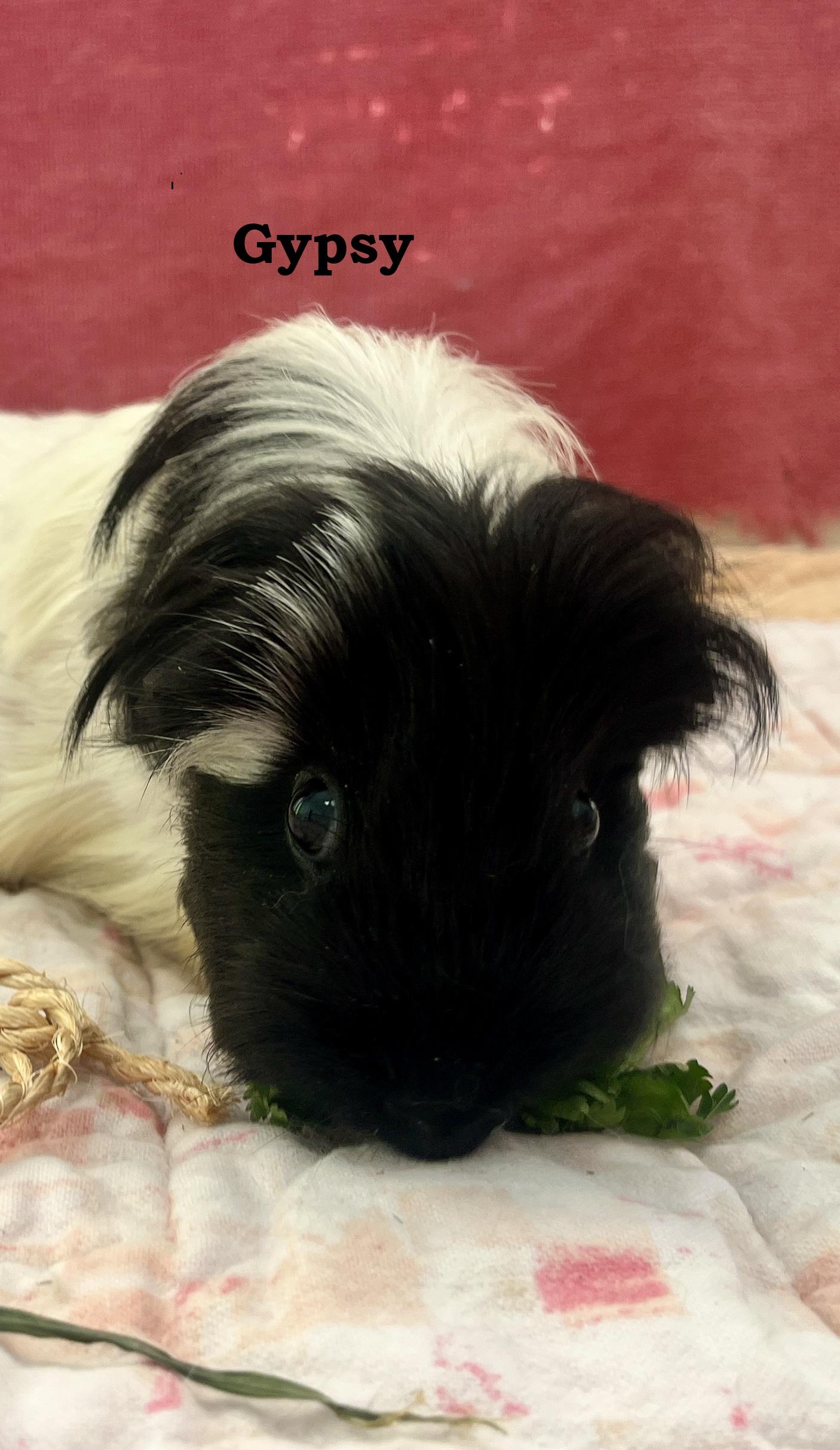 Enlarge Gypsy, a ADOPTABLE Abyssinian in Oakland, CA image 5/6