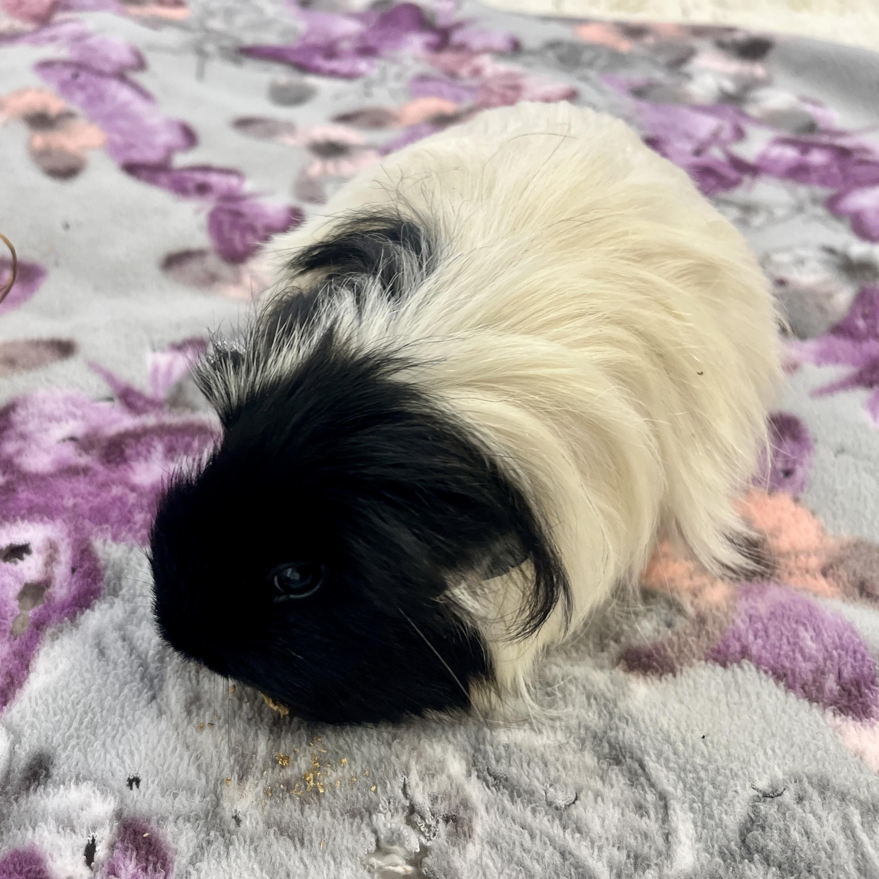 Enlarge Gypsy, a ADOPTABLE Abyssinian in Oakland, CA image 4/6