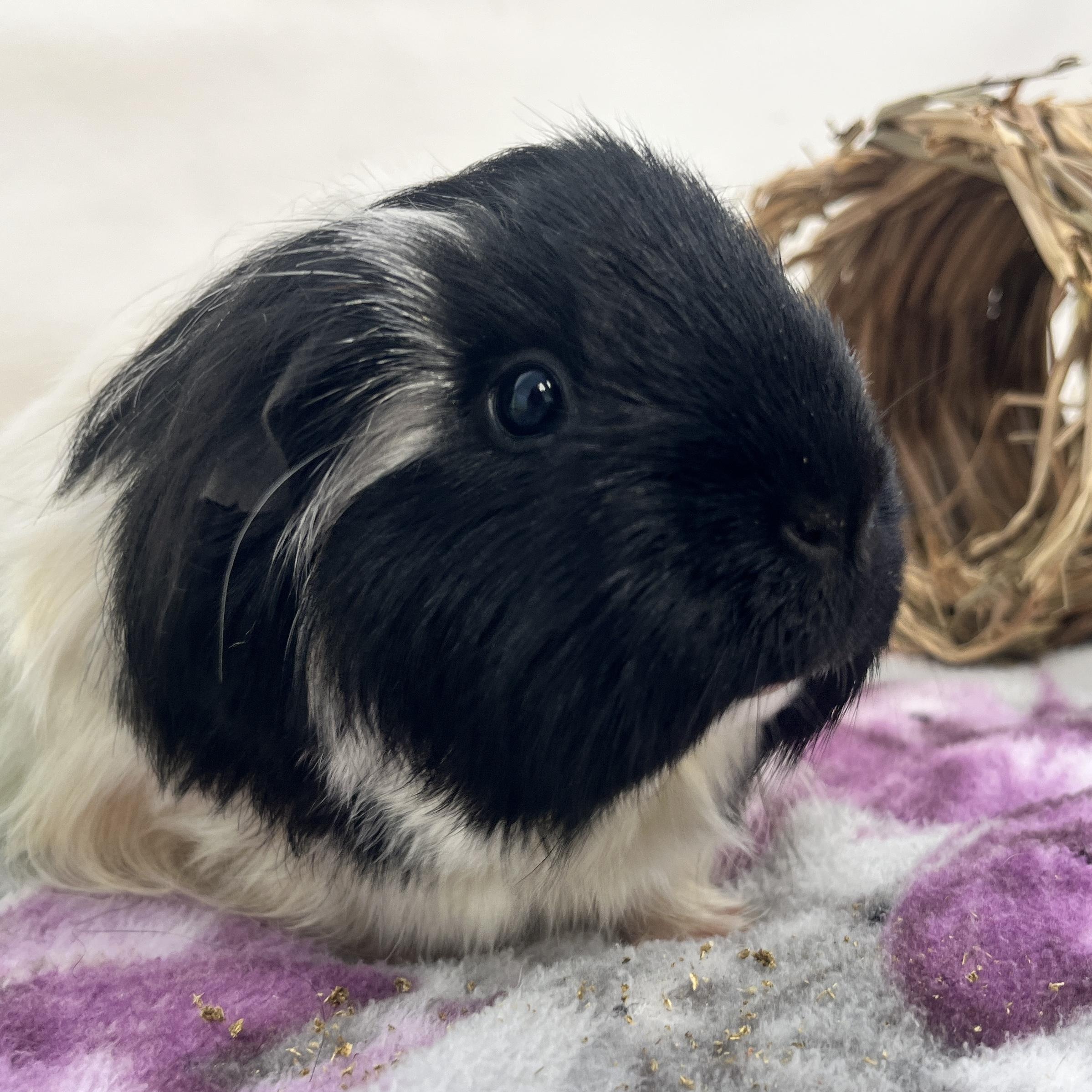 Enlarge Gypsy, a ADOPTABLE Abyssinian in Oakland, CA image 2/6